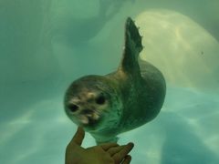 -大连圣亚海洋世界