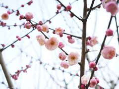 -香雪海