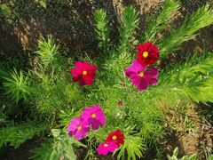 -羊亭河湿地公园