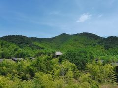 -大唐贡茶院