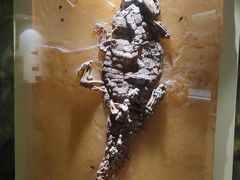 -辽宁古生物博物馆
