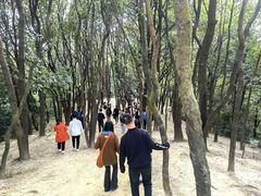 -火炉山森林公园