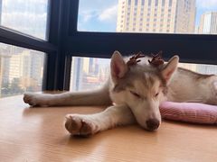 -Husky Go! 哈士奇体验馆·宠物咖啡厅狗咖