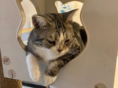 酸奶-有猫儿腻咖啡厅.猫咖