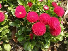 后花园什么花？-日出青木·杭帮菜名店