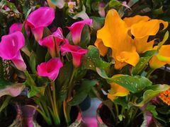 -花鸟鱼虫鲜花绿植市场(玉泉路店)
