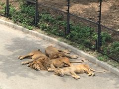 -大连森林动物园