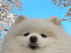 -鲜芋仙(群光广场店)