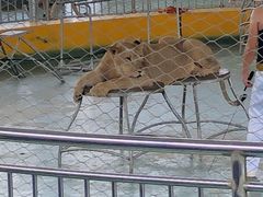 -泉州海丝野生动物世界