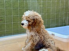 -帕帕拉兹宠物(亚洲旗舰店)