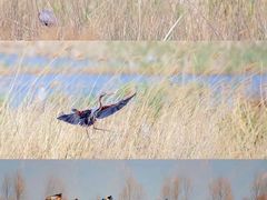 -野鸭湖国家湿地公园