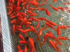 -水晶之星洗浴温泉汗蒸