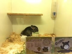 -龙猫仔乐园(惠福东路店)