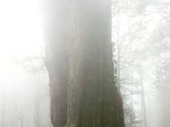 -阿里山神木遗迹