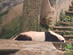 -中国大熊猫保护研究中心雅安碧峰峡基地