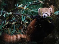 -都江堰中华大熊猫苑