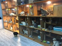 -叮叮猫咪生活馆