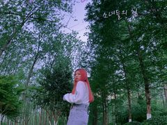 -合肥滨湖国家森林公园