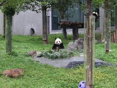 -卧龙中华大熊猫苑神树坪基地