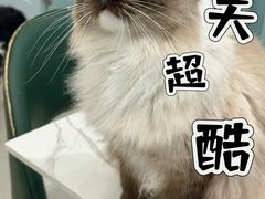 -安格丽娜·狗咖·猫咖羊驼咖(春熙路百盛商场店)