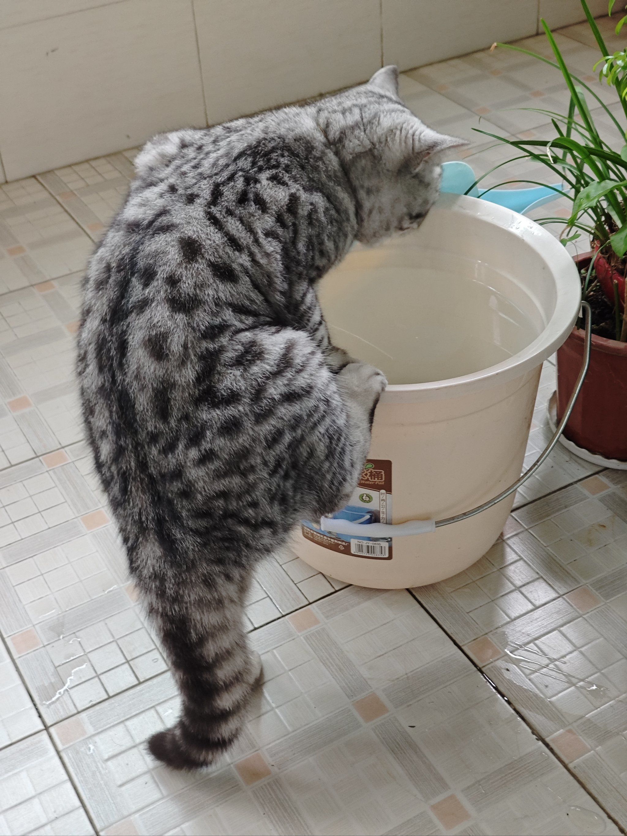 谁能拒绝这么憨的小猫咪喝水呢?