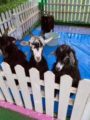 -萌宠亲子动物乐园(槐房万达店)