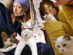-momokira米努特·德文卷毛猫·棉花面纱犬