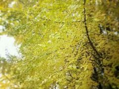 android_upload_pic-四川大学(华西校区)