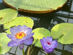 -国家植物园南园