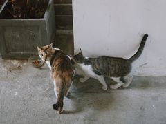 -猫里有甜