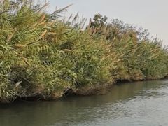 -泗洪洪泽湖湿地景区
