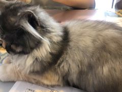 -平行世界·猫咖(首经贸店)