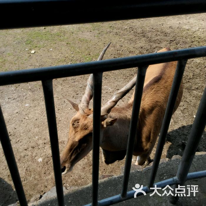 雅戈爾動物園