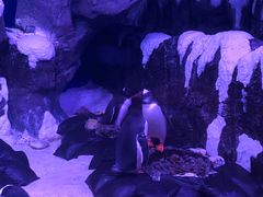 -暹罗海洋世界