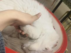 -平行世界·猫咖(首经贸店)