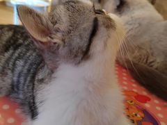-滚猫咖啡·猫咖·猫友好撸猫(未来城店)