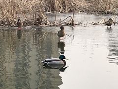 -前关湿地公园