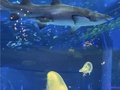 -沈阳海洋探索中心