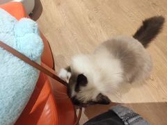 -1013 PET SHOP精品宠物商店(丁香店)