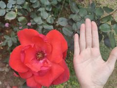 -人民公园(罗湖区)