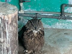 -西霞口神雕山野生动物世界