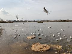 -呈贡滇池生态湿地公园