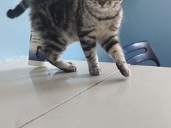 -瑞派福兴宠物医院犬猫全科·骨科·中西医结合(河东店)