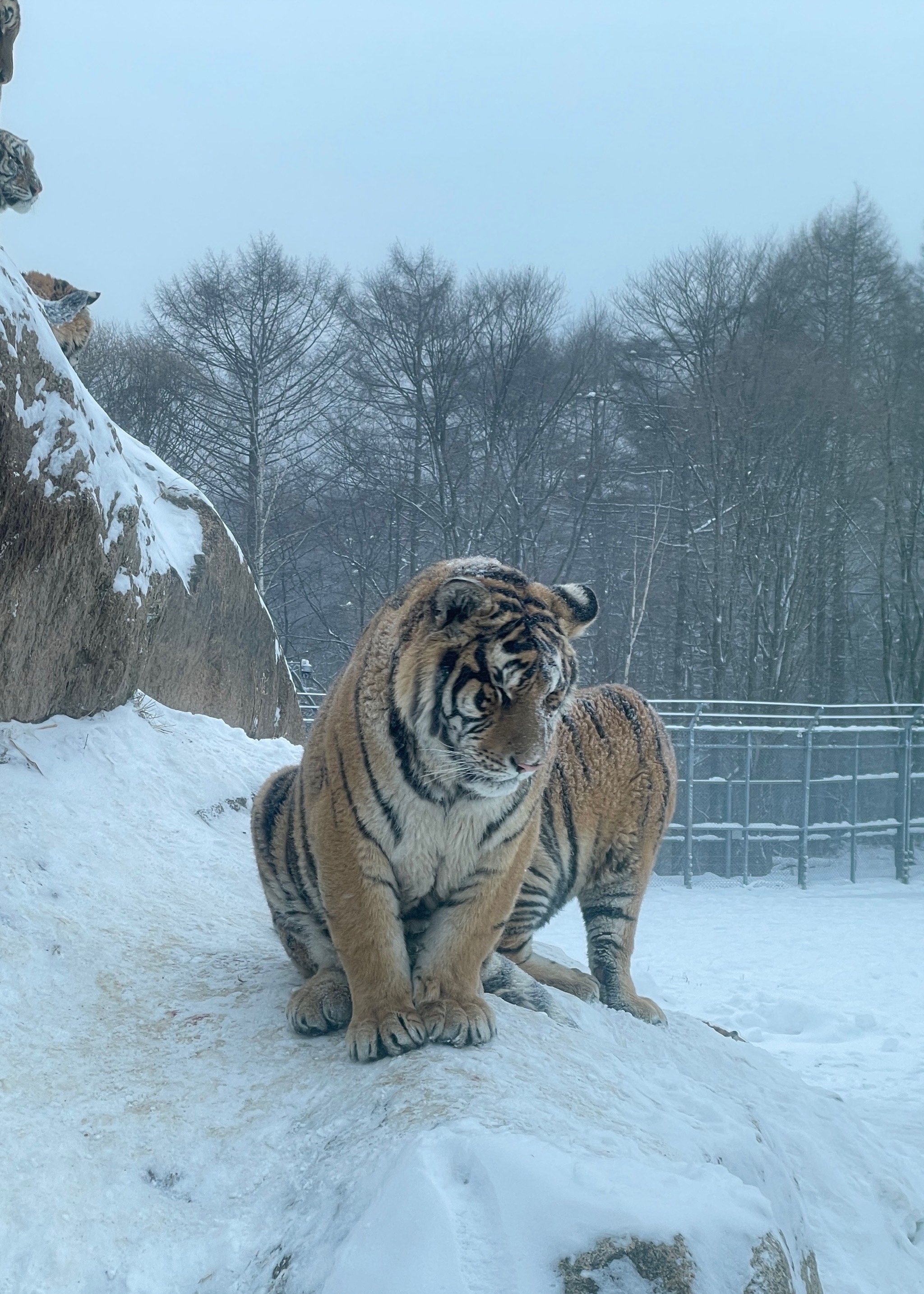 早点去老虎比较精神,据说下午一点后🐯也要午休,而且逛完虎园还可以