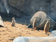 -武汉动物园