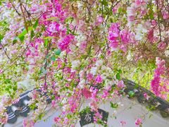 -深圳国际园林花卉博览园