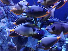 -成都浩海立方海洋公园