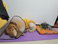 -宠福鑫康馨动物医院·骨科·眼科
