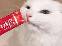 -飞行喵MR PILOT|猫舍·猫咖(静安大融城店)