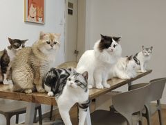-有喵·猫咖·狗咖·30几只猫10只小狗(岗厦店)